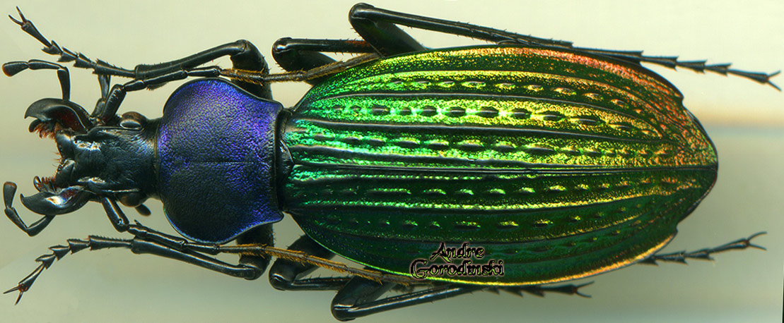 http://www.gorodinski.ru/carabus/Apotomopterusdavidis kienchangensis.jpg